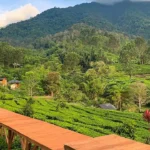 Ciptakan Kenangan Indah di Puncak bersama Orang Tersayang