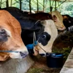 Pemerintah Berencana Impor Sapi hingga 400000 Ekor